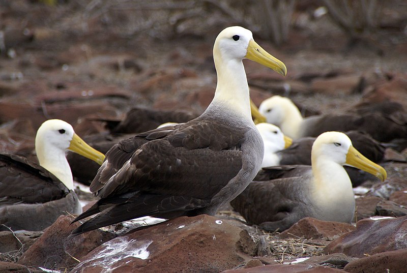 albatross