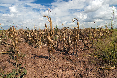 Corn suffers from drought