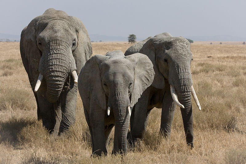 African elephants in Tanzania