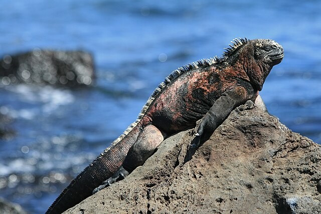 Lizard on the Galapagos Islands