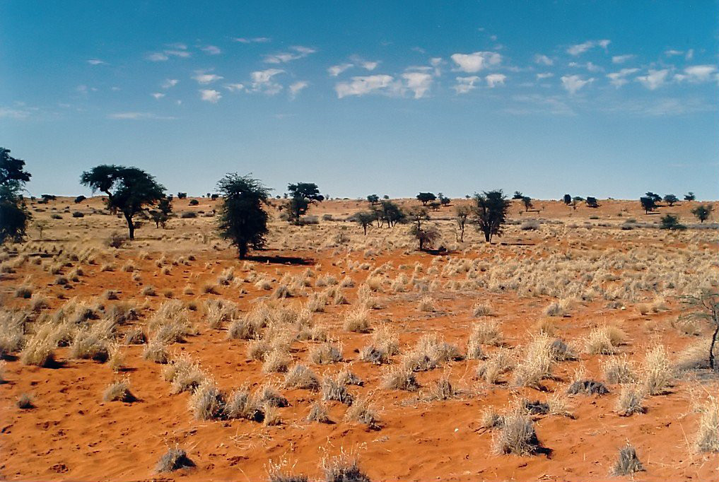Kalahari desert