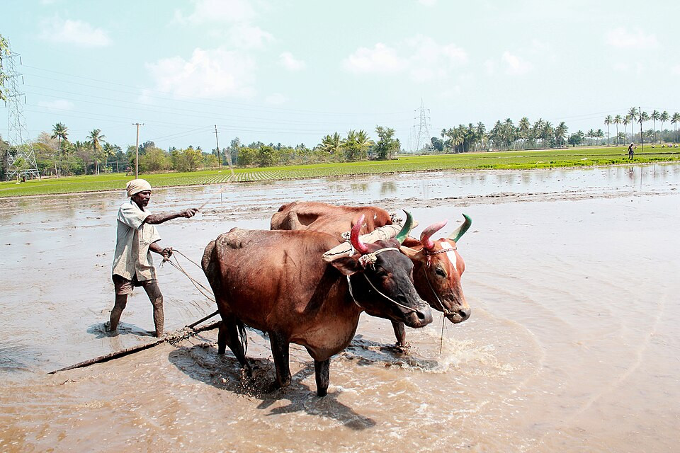Indian farmer with cows on a rice field