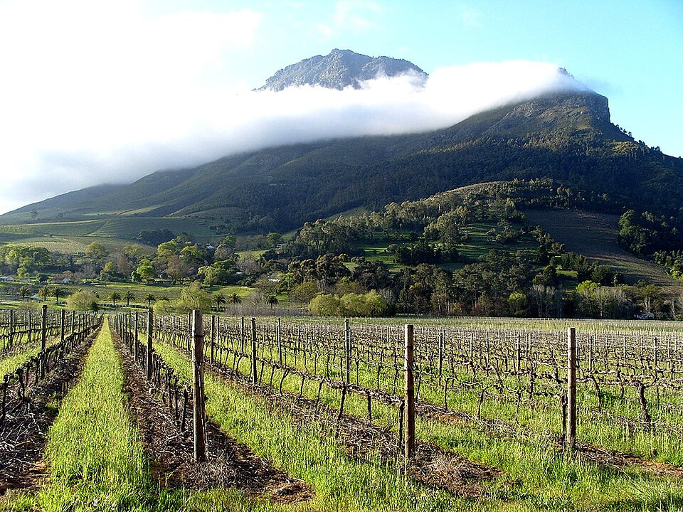 Vinyard in Stellenbosch