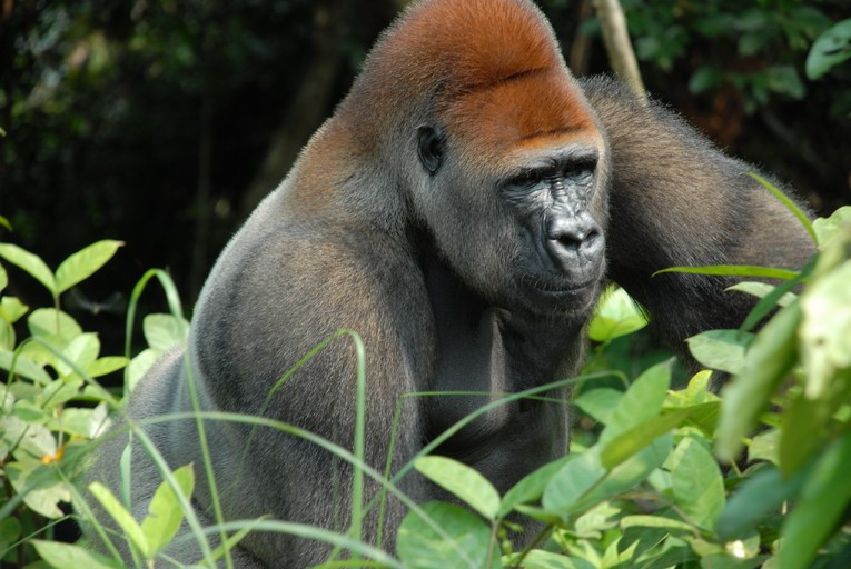 endangered gorillas in Congo's rainforests