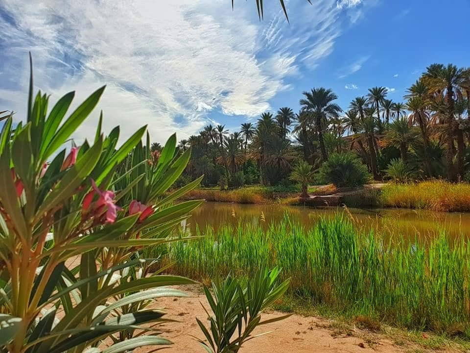 oasis in Algeria