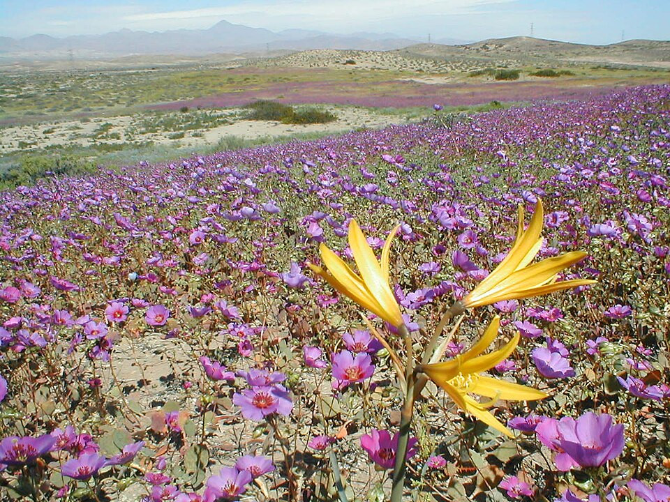 Flowers blossom in the Atacama desert
