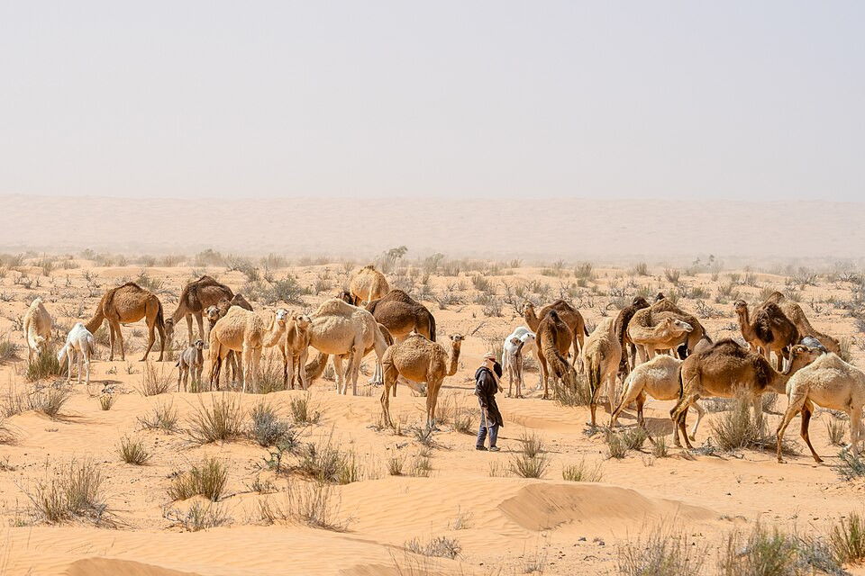 group of dromedars